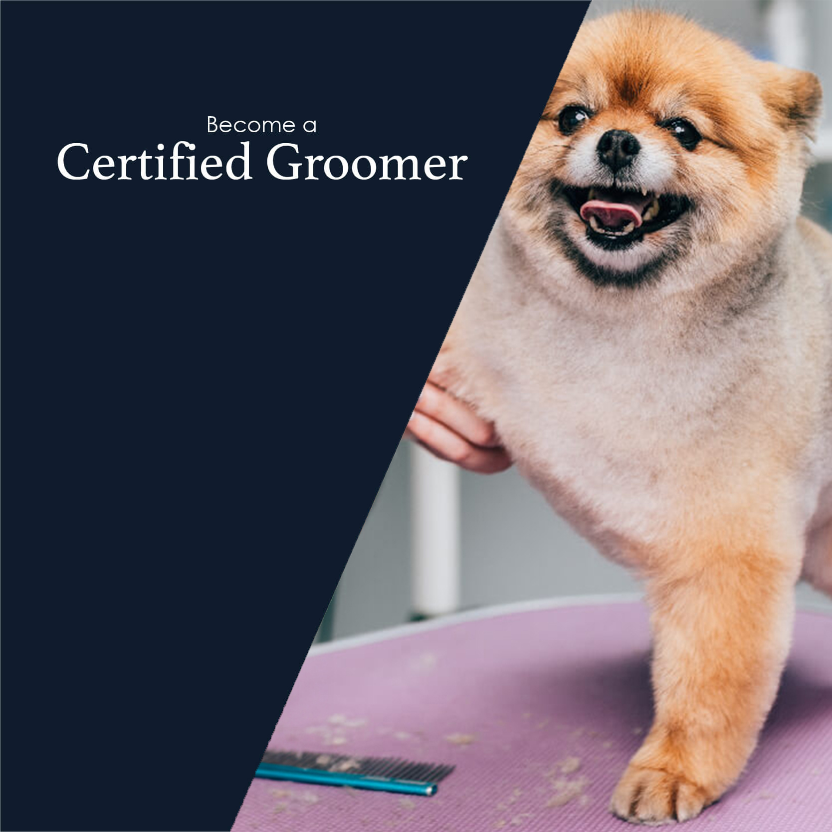 Become a Certified Groomer